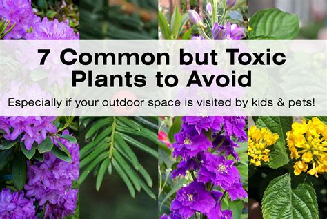 7 Common But Toxic Plants To Avoid With Pics Plants Patio Plants
