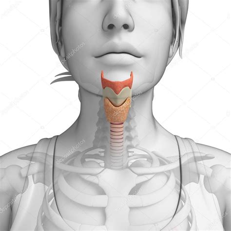 Female Throat Anatomy — Stock Photo © Pixdesign123 55474437