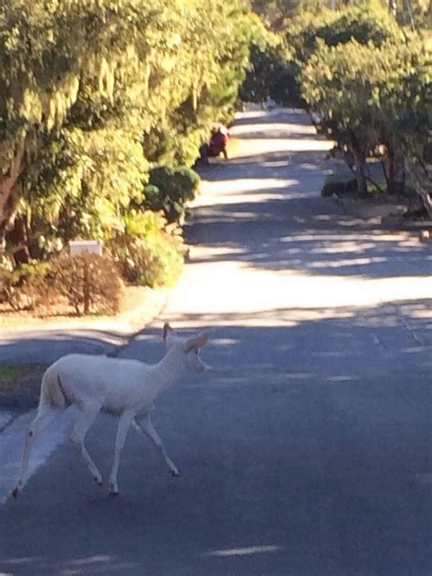 Bigfoot Evidence Rare White Deer Spotted In Monterey By