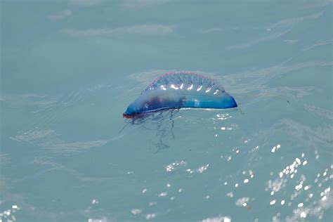 42 Portuguese Man O War Wash Up On Nantucket Beaches 1 Spotted In
