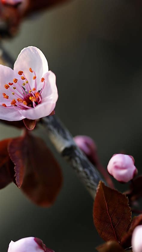 Macro Cherry Flower Bloom Best Htc One Wallpapers
