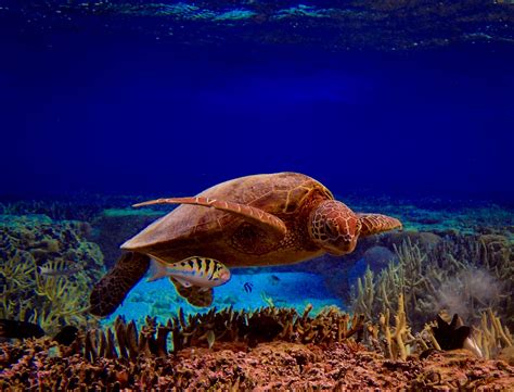 Green Sea Turtle Great Barrier Reef Australia By Coleen Kemps