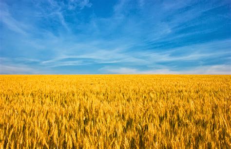 Golden Wheat Field With Blue Sky In Background Stock Photo Download