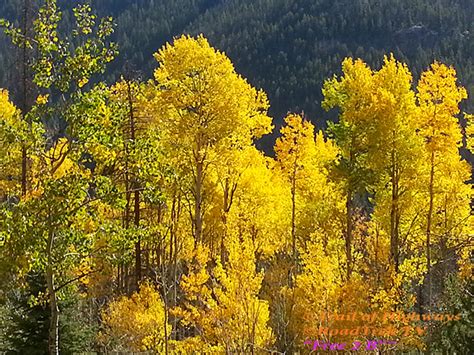 Golden Aspens In The Fall In Rocky Mountain National Park