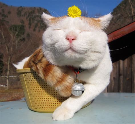 Paw Loving Shiro The Zen Cat