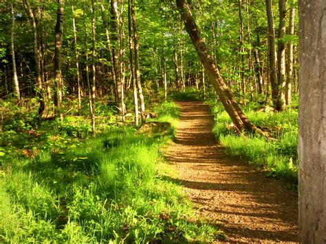 Sunlit Path In The Evening Woods At Sugarloaf Mountain In Flickr