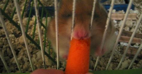 Button Loves Carrots Imgur