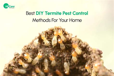 5 Effective Diy Termite Control Tips For Home Hicare