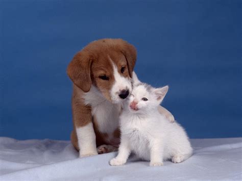 Kitten And Puppy Kittens Wallpaper 12929269 Fanpop
