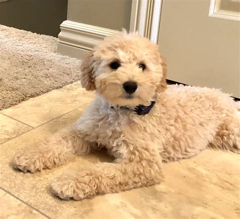 Available Mini Goldendoodle Puppies
