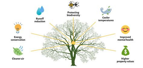 Why Are Trees Important For The Environment And Their Roles Netsol Water
