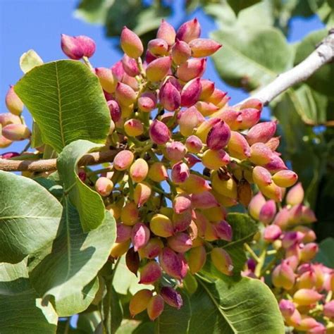 Beautiful Pistachio Tree Via Soilplantgarden Pistachio Tree Fruit