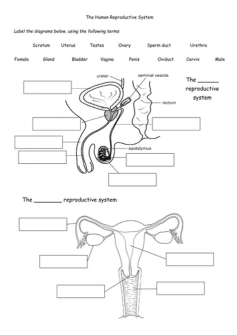 Human Reproductive System Worksheets