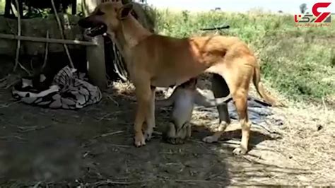 مادری کردن یک سگ برای بچه میمون فیلم