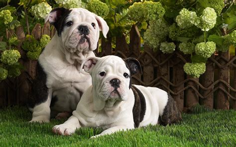 Check out our latest articles: English Bulldog Puppies wallpapers and images - wallpapers, pictures, photos