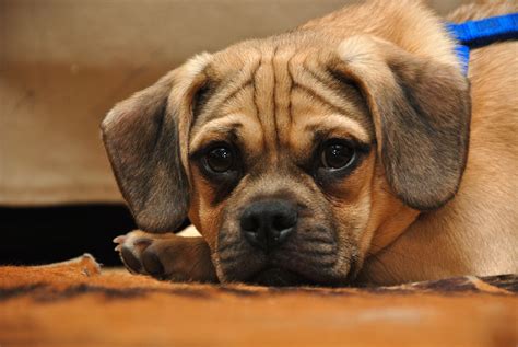 Picture Of Puggles Puggles Puggle Dogs Puggle Puggle Puppies