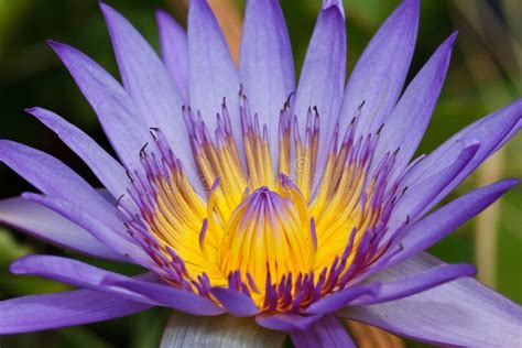 Purple Lotus Stock Image Image Of Botany Closed Lotus 39024473