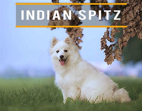 15 Things To Consider Before Getting An Indian Spitz Hubpages
