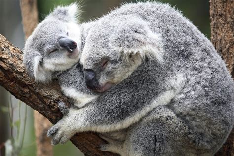 Koala Hugs Her Baby Koalas