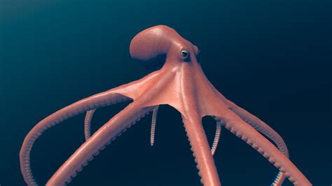 Animated Octopus Buy Royalty Free D Model By Zacxophone B D Sketchfab Store