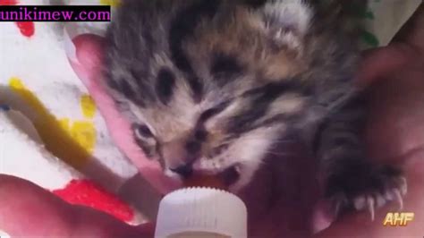 Tiny Mew Mew Kittens Being Bottle Fed Super Cute Compilation Youtube