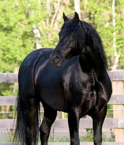 Lovely Black Horse Black Horses Western Pleasure Horses Friesian Horse