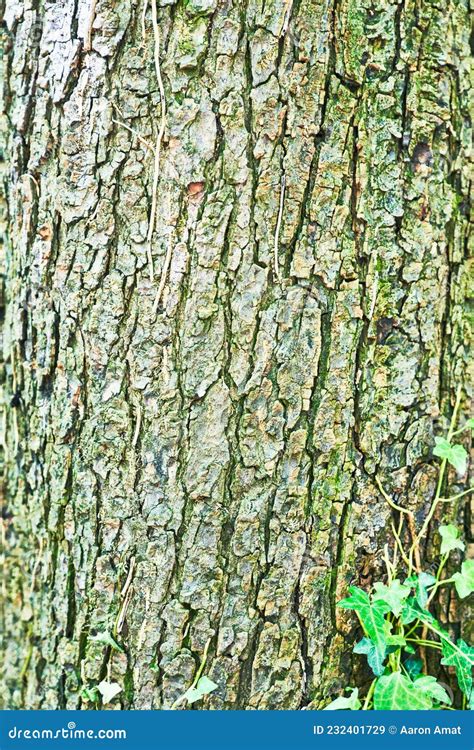 Beautiful Tree Bark Texture Image Stock Image Image Of Nature Detail