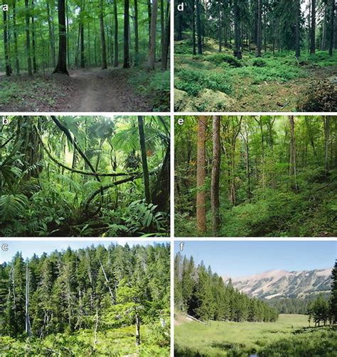 Examples Of Different Forests Around The World A
