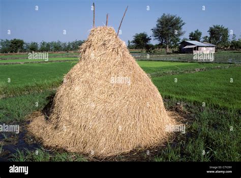 Rice Straw High Resolution Stock Photography And Images Alamy