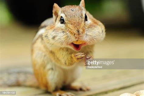 Chipmunk Mouth Full Photos And Premium High Res Pictures Getty Images