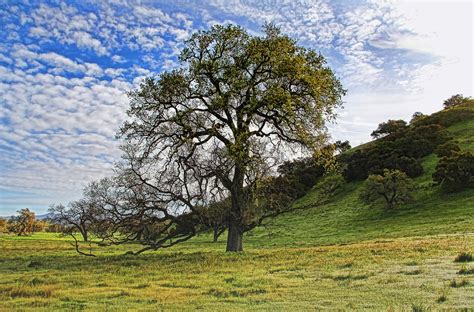 A Lone Oak In Wine Country A Lone Oak Tree Stand Near The Flickr