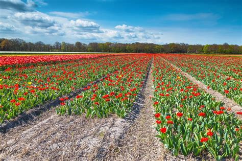 Beautiful Flowery Spring Landscape With Colorful Tulip Fields In