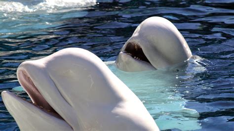 Beluga Whale Spotted Swimming In The River Thames In