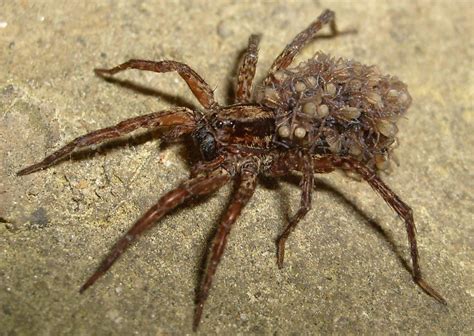 10 Creepy Crazy Spider Facts Animals Blog