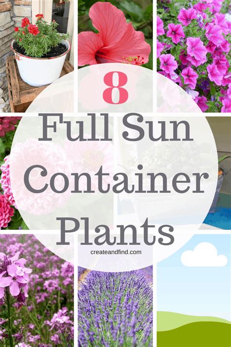 Container Plants For Full Sun