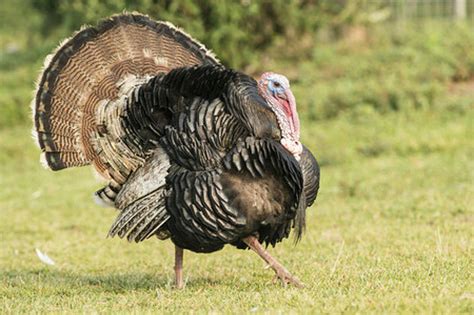 only in new hampshire state needs help counting wild turkeys