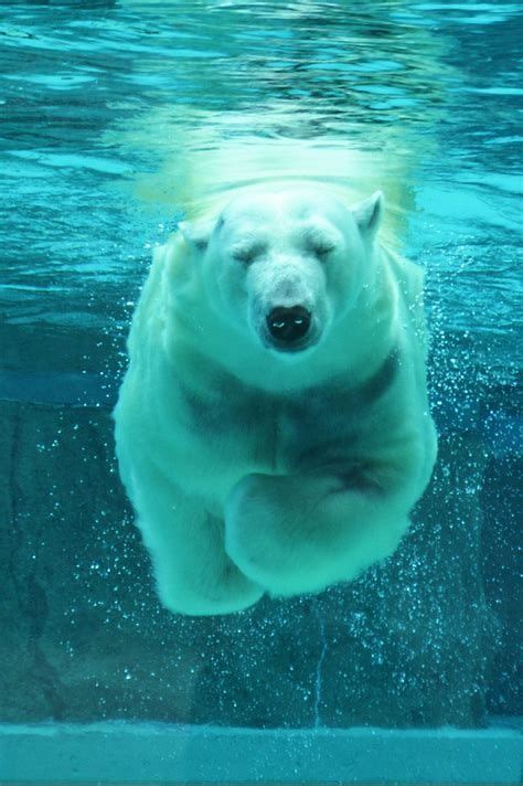 Image Result For Polar Bears Swimming Polar Bear Animals Animals Wild