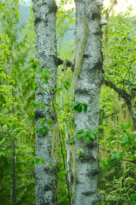 Twin Birches ~ Birch Tree Photo From Slocan Valley British Columbia
