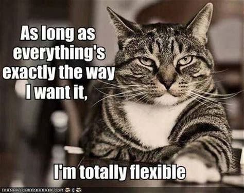 Flexible Cat Meme By Freddyc Memedroid