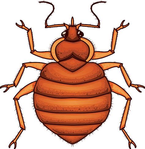 Do Bed Bugs Go In Your Ears Pests Wiki