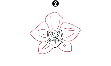 Orchid Drawing A Step By Step Tutorial Cool Drawing Idea