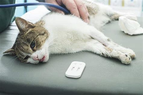 What Should We Know About Cardiac Arrest In Cats Cat Lovers