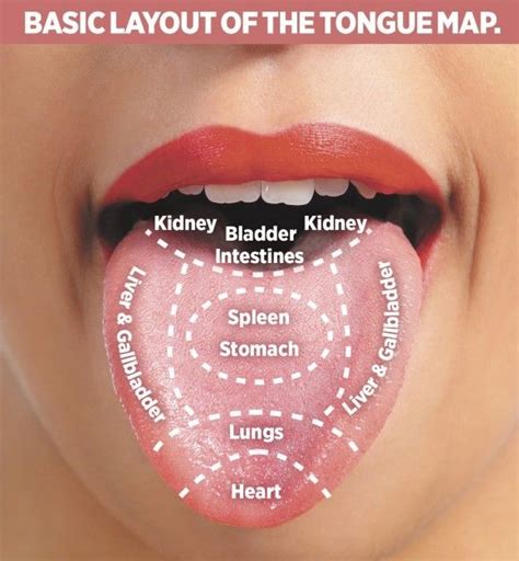 Understanding Tongue Diagnosis In Chinese Medicine Tongue Health