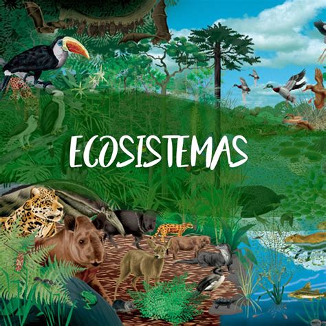Lista Foto Clasificacion De Los Ecosistemas Y Sus Principales