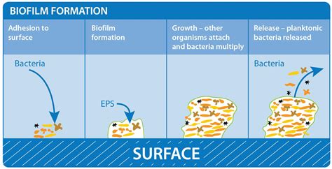 What Is A Biofilm