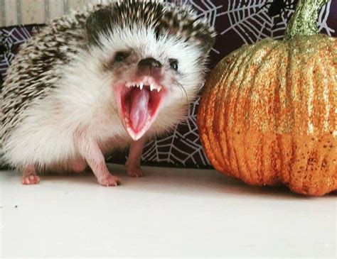 Pin On Adorable Hedgehogs