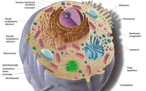 Fungsi Badan Golgi Sejarah Struktur Ciri Ciri Cara Kerja Fungsi Badan Golgi Sangat