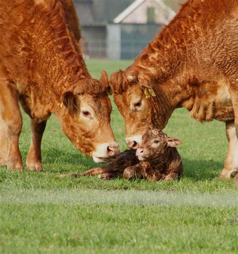 Kalveren Groeien Op Bij Hun Moeders Pasgeboren Limousin Kalf Met Haar