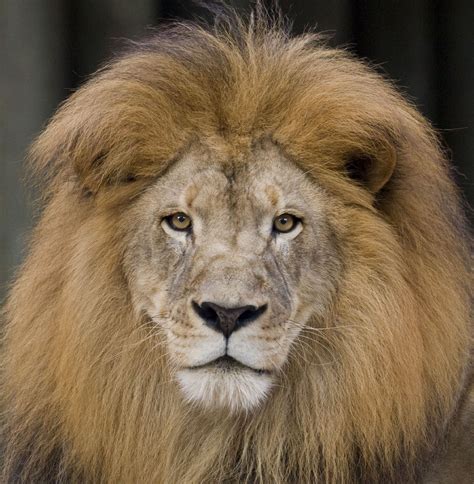 There were no issues fluffing it to make it look more natural and we were really lucky to have the color match our dog's coat almost perfectly. What does the mane of a lion symbolize? | Dark and thick ...
