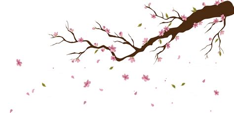 Cherry Blossom Petals Falling Png Cherry Blossom Flow Vrogue Co